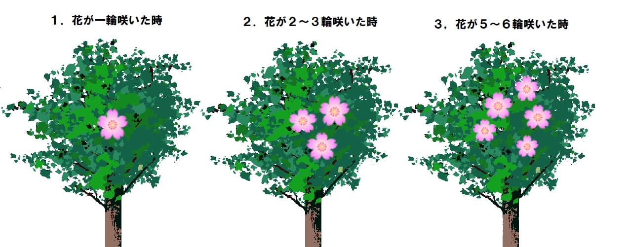 桜の樹イラスト