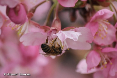 河津桜にセイヨウミツバチ
