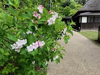 桃色石楠花