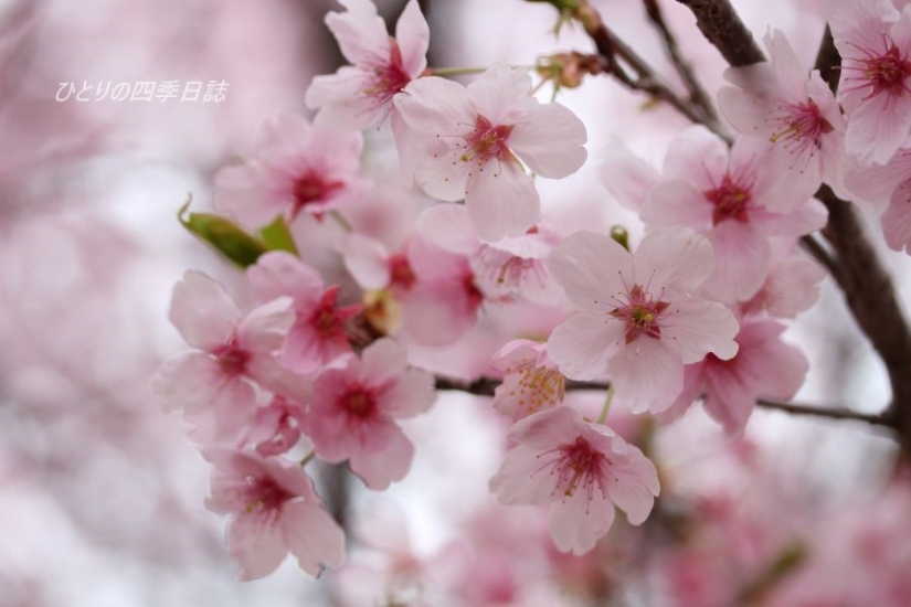 ３月河津桜
