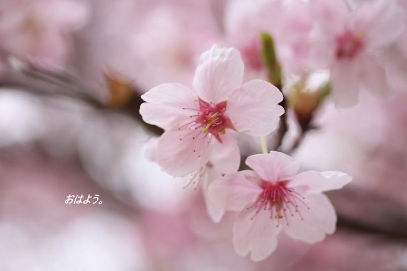 おはよう桜３月