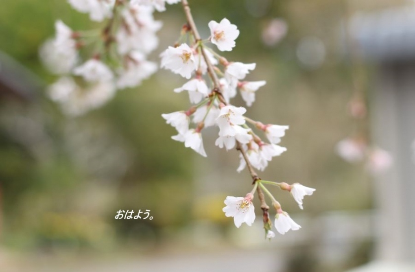 おはよう　しだれ桜