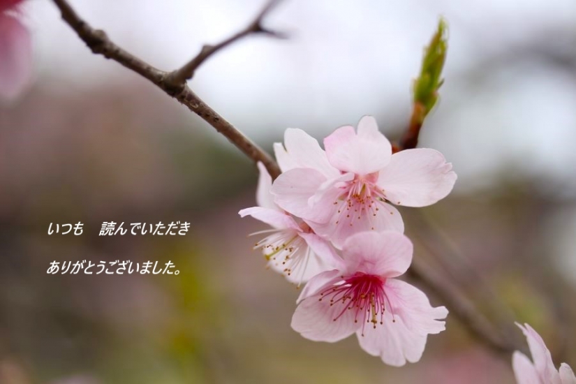 桜　お礼の言葉