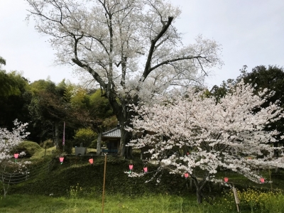 2023 03 30湯戸の望月桜 (1)