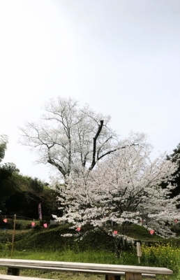 2023 03 30湯戸の望月桜 (3)
