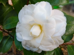 開花した白椿