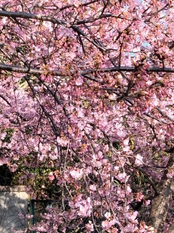 保育園桜 (小)