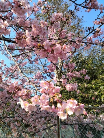 保育園桜３ (小)