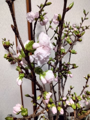 牡丹桜２５ (小)