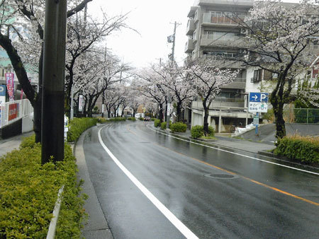 雨に濡れる桜並木