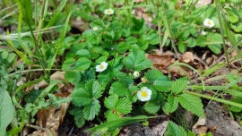 5月の森　Wald-Erdbeere(ワイルドストロベリー)