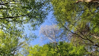 5月の森