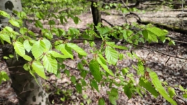5月の森 Rotbuche(ヨーロッパブナ)