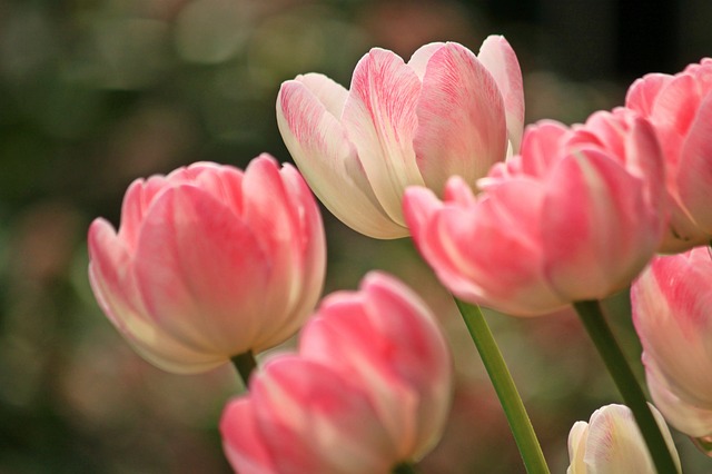 tulips-ga6f8dd6a1_640.jpg