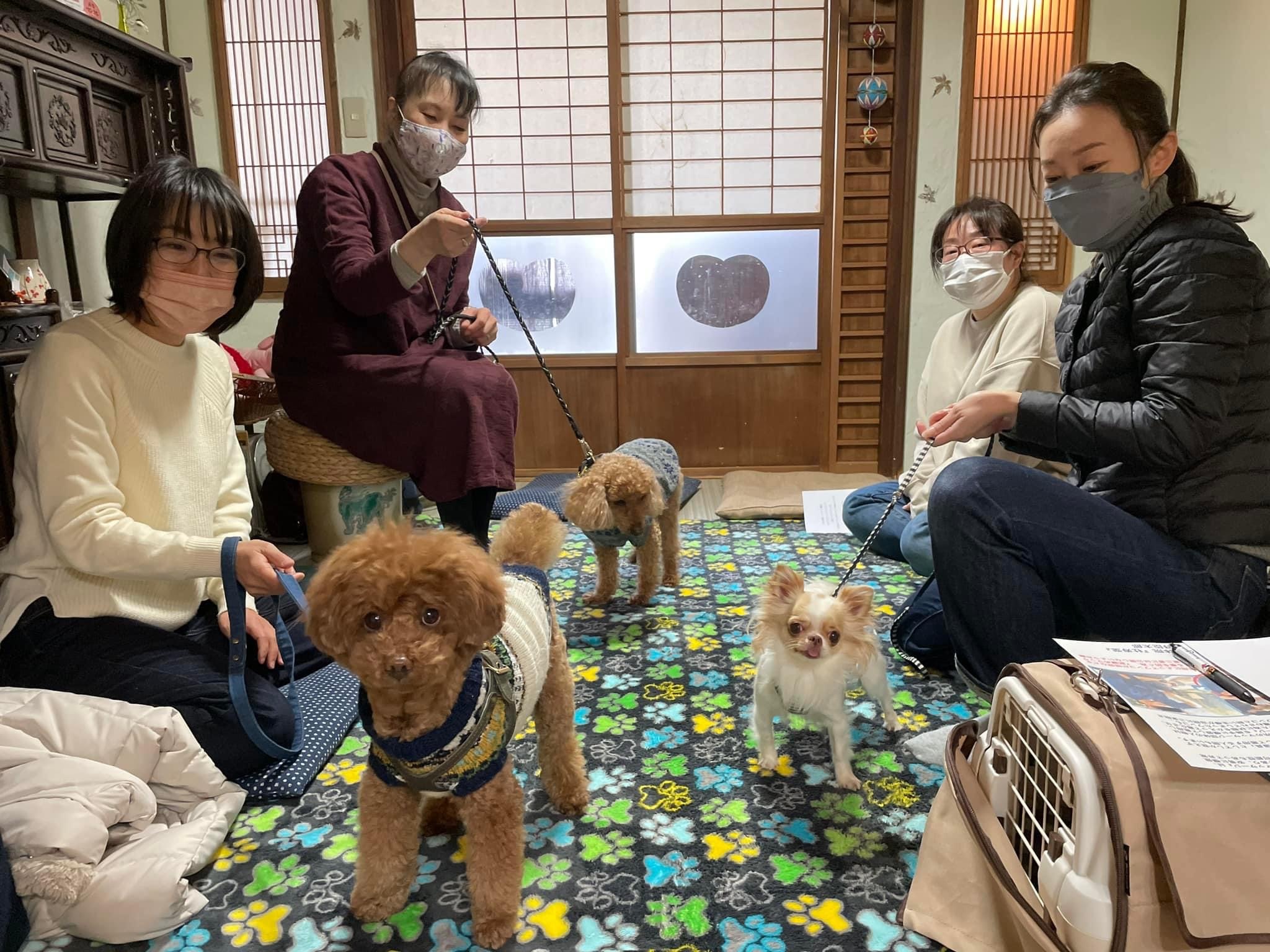 大阪府犬の整体マッサージセミナー風景