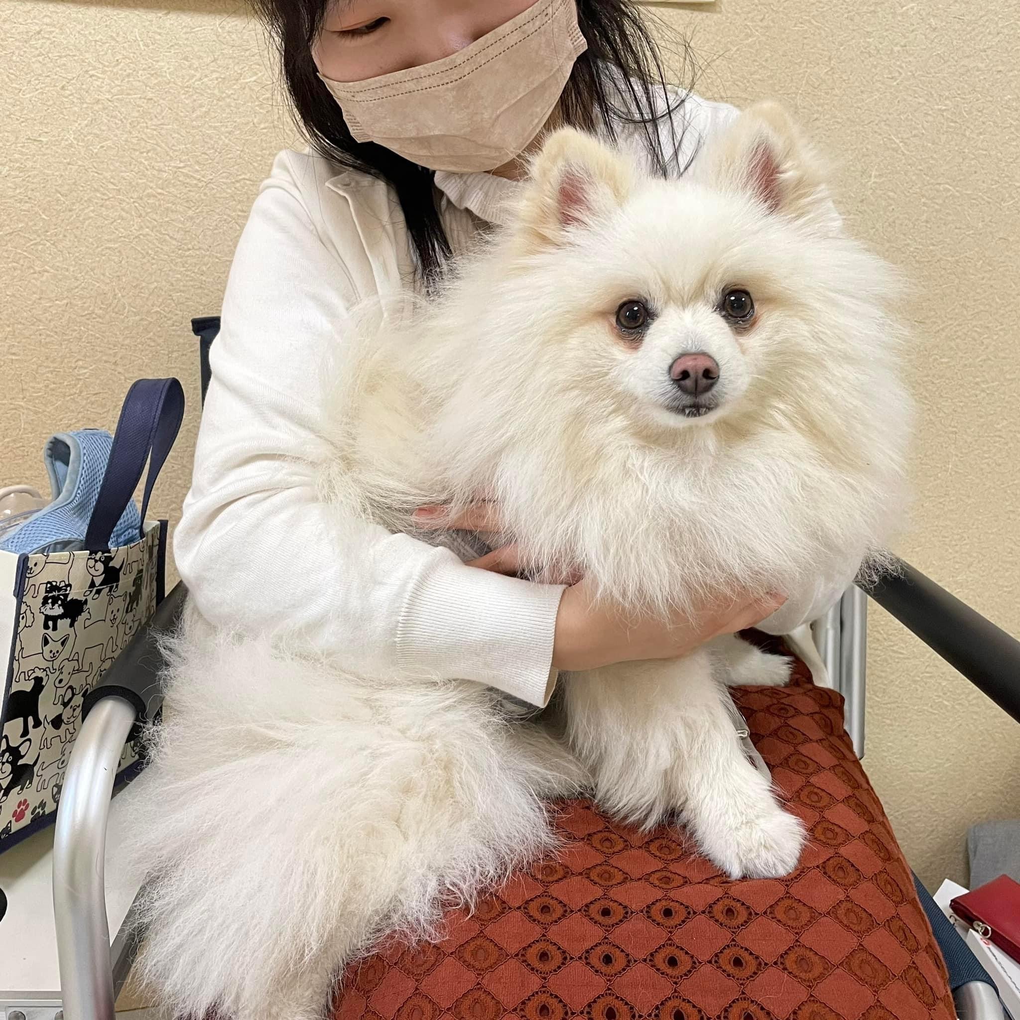 東京都犬の整体マッサージセミナーに参加された愛犬さん