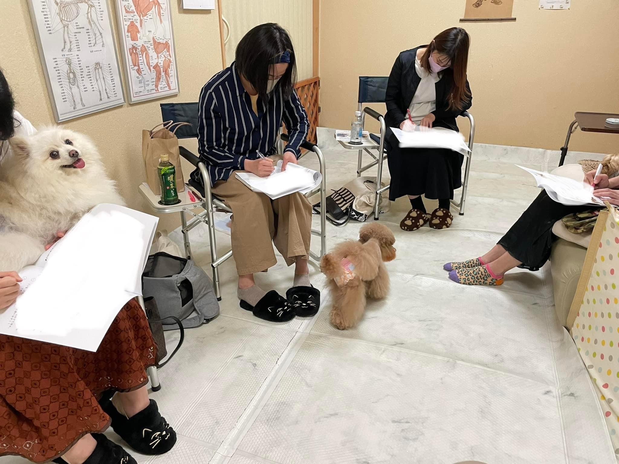 東京都犬の整体マッサージセミナー風景