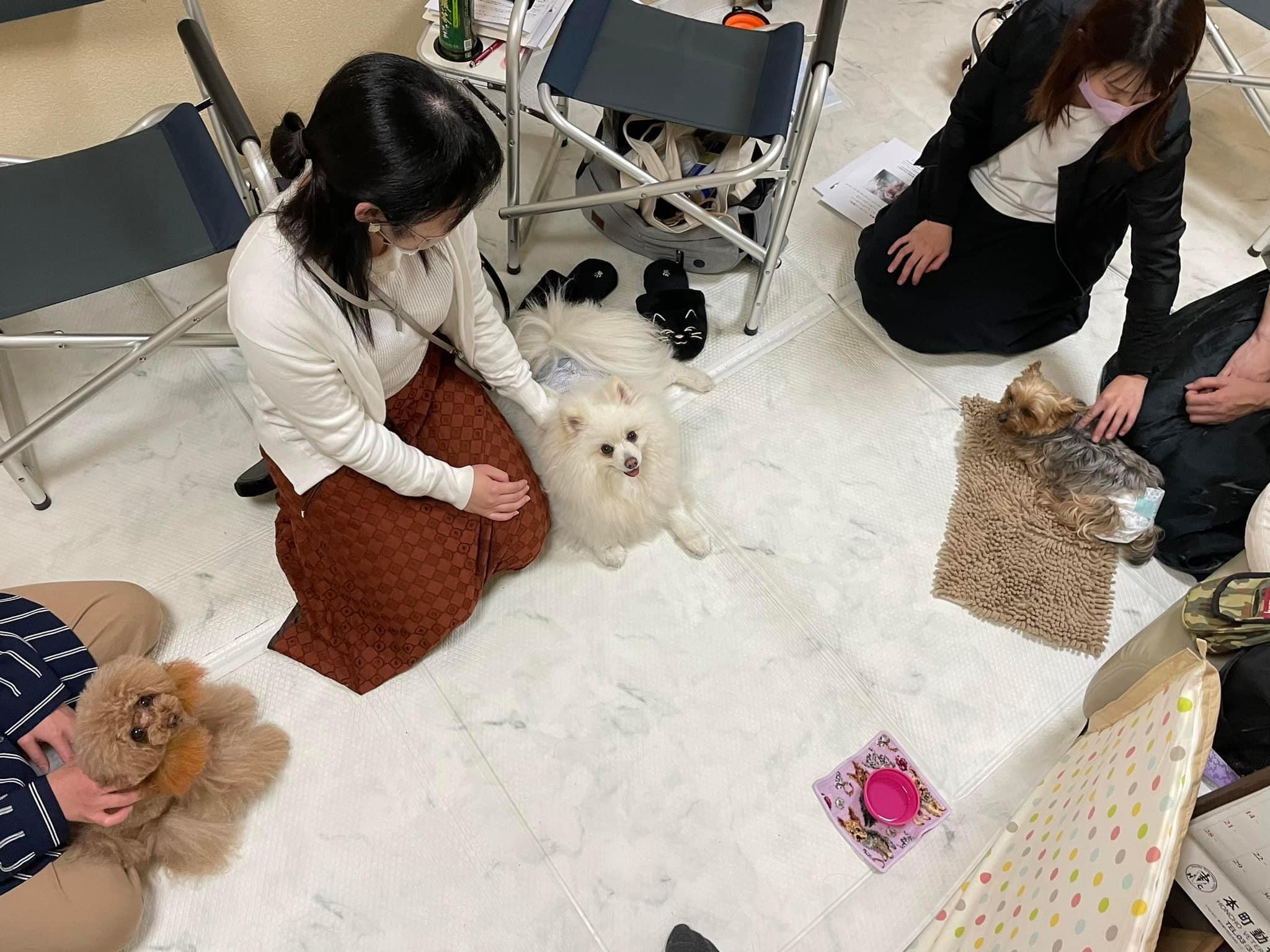 東京都犬の整体マッサージセミナー風景