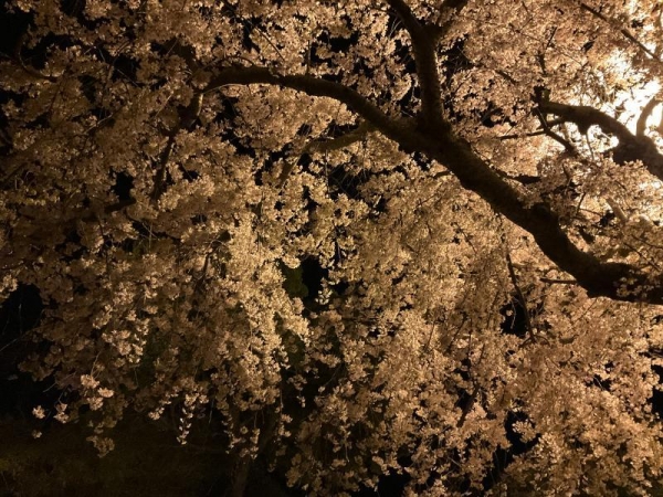 ソメイヨシノ　夜桜