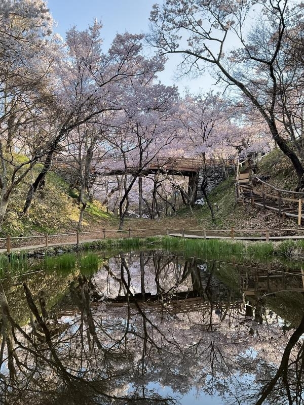 高遠城址公園　桜雲橋と桜と池に映った桜