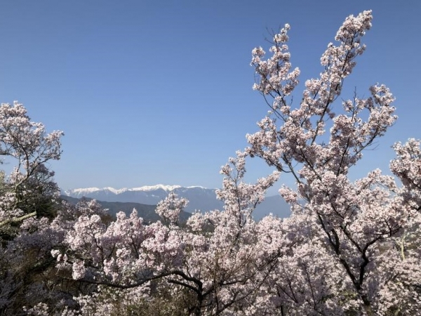 高遠城址公園の桜＆雪が残る中央アルプス