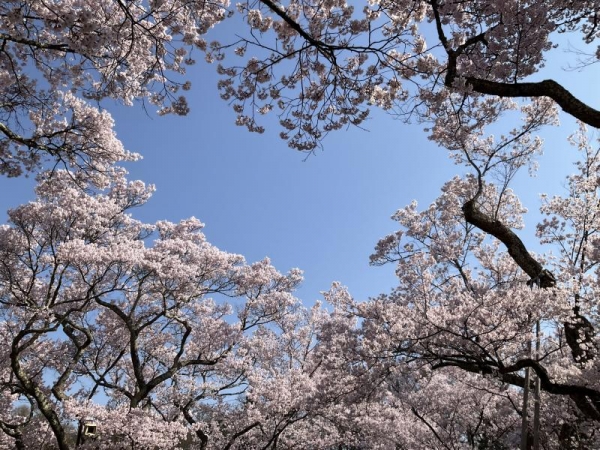 高遠城址公園　桜の枝の間にハートっぽい空間