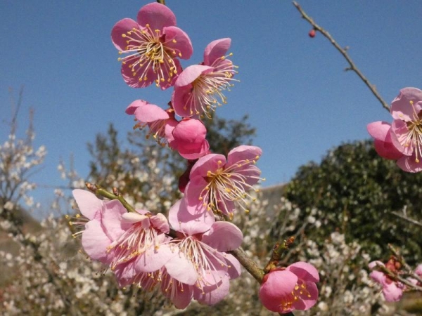 白梅をバックに咲くピンクの梅