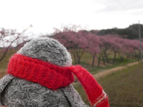 島根県　赤川沿いの河津桜の並木