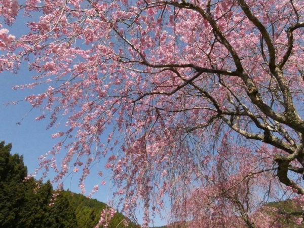 青空の下のしだれ桜