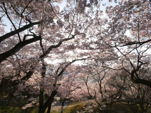 高遠城址公園　桜