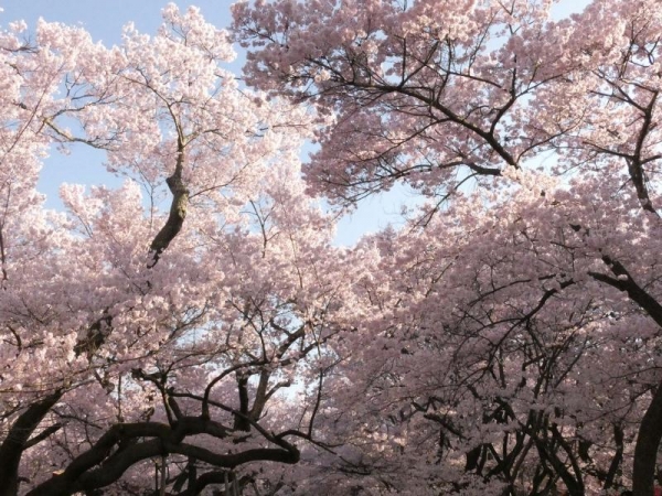 高遠城址公園の桜　お天気良い～