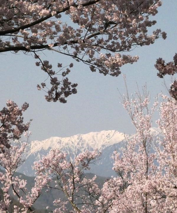 高遠城址公園の桜と雪が残った中央アルプス