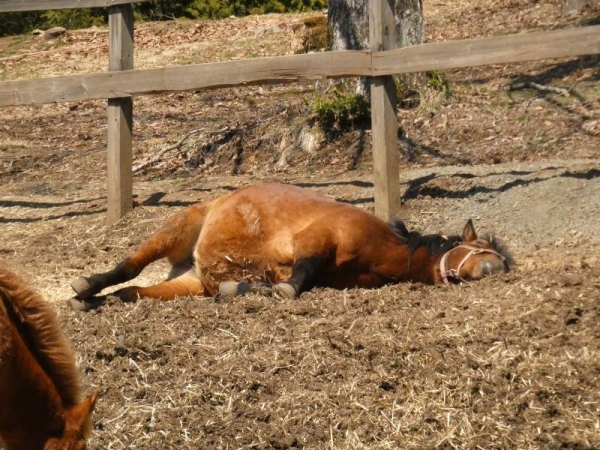 放牧場で横になって寝てる木曽馬さん