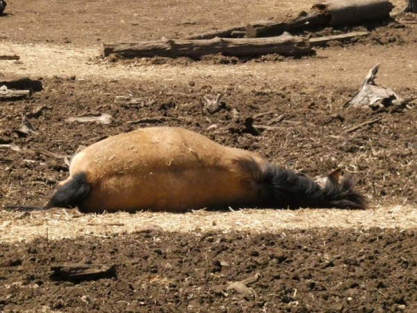 放牧場で横になって寝てる木曽馬さん