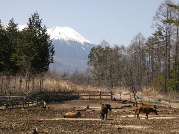 木曽馬の里　御嶽山が見える場所に放牧場がある