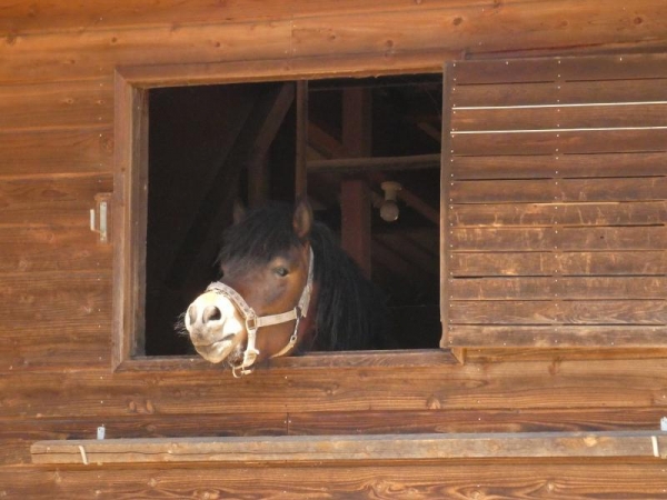 木曽馬の里　厩舎から顔を出してる木曽馬さん