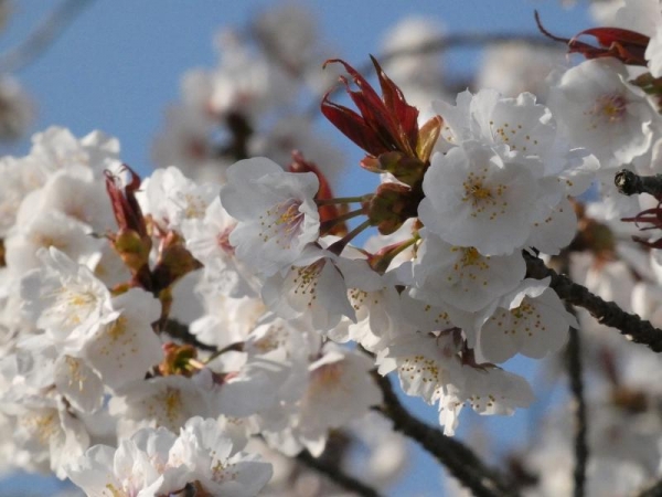 白っぽい色の山桜の花