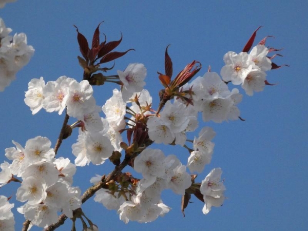 白っぽい色の山桜と青空