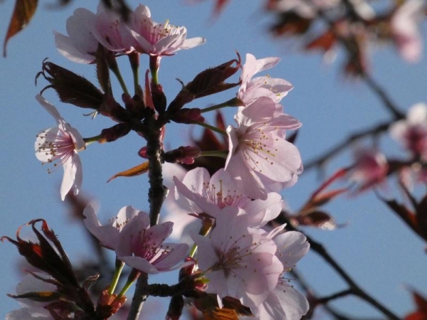 薄いピンク色の山桜の花