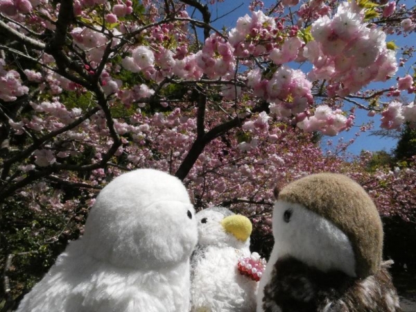 ぺんぺん＆なっちゃん・ふゆちゃん　ぼたん桜を見る