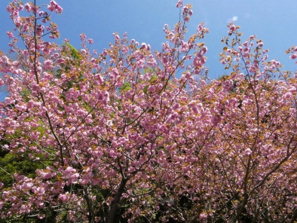濃いピンクのぼたん桜の木