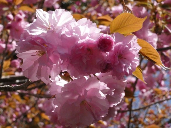 濃いめピンクのぼたん桜