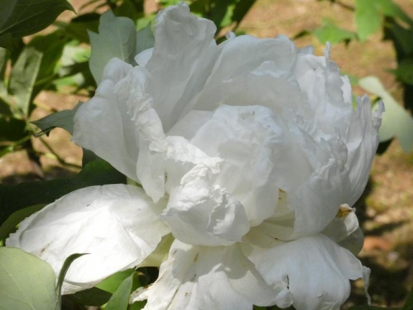 由志園　牡丹庭園　白い牡丹の花