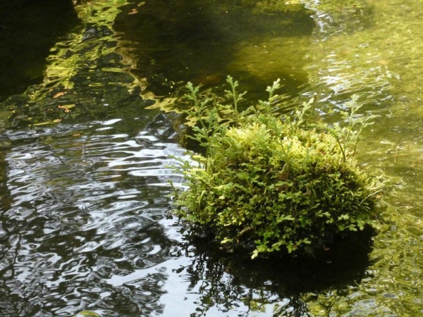 由志園の庭園　水の中に小さい苔の島