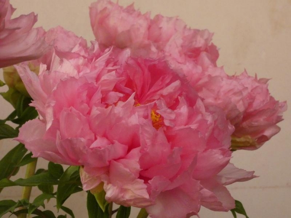 由志園　牡丹グランプリ　花びらが細かいピンクの牡丹