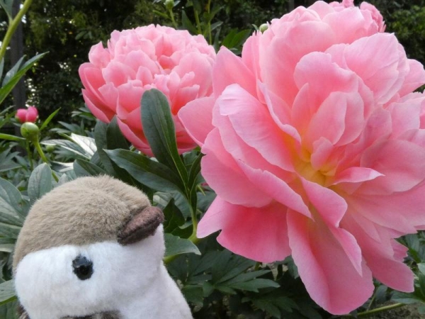 なっちゃん　ピンクの牡丹の花を見る