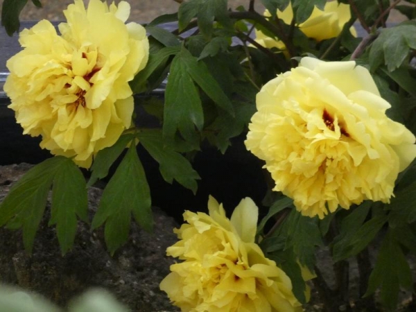由志園　牡丹庭園　黄色い牡丹の花