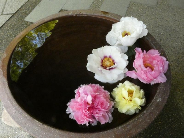 由志園　水を張った鉢に牡丹の花を浮かべてる