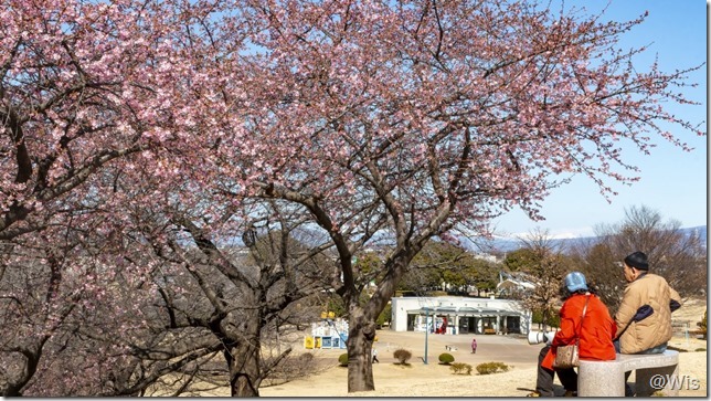 伊勢崎市みらい公園の河津桜