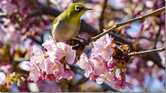 伊勢崎市みらい公園の河津桜とメジロ